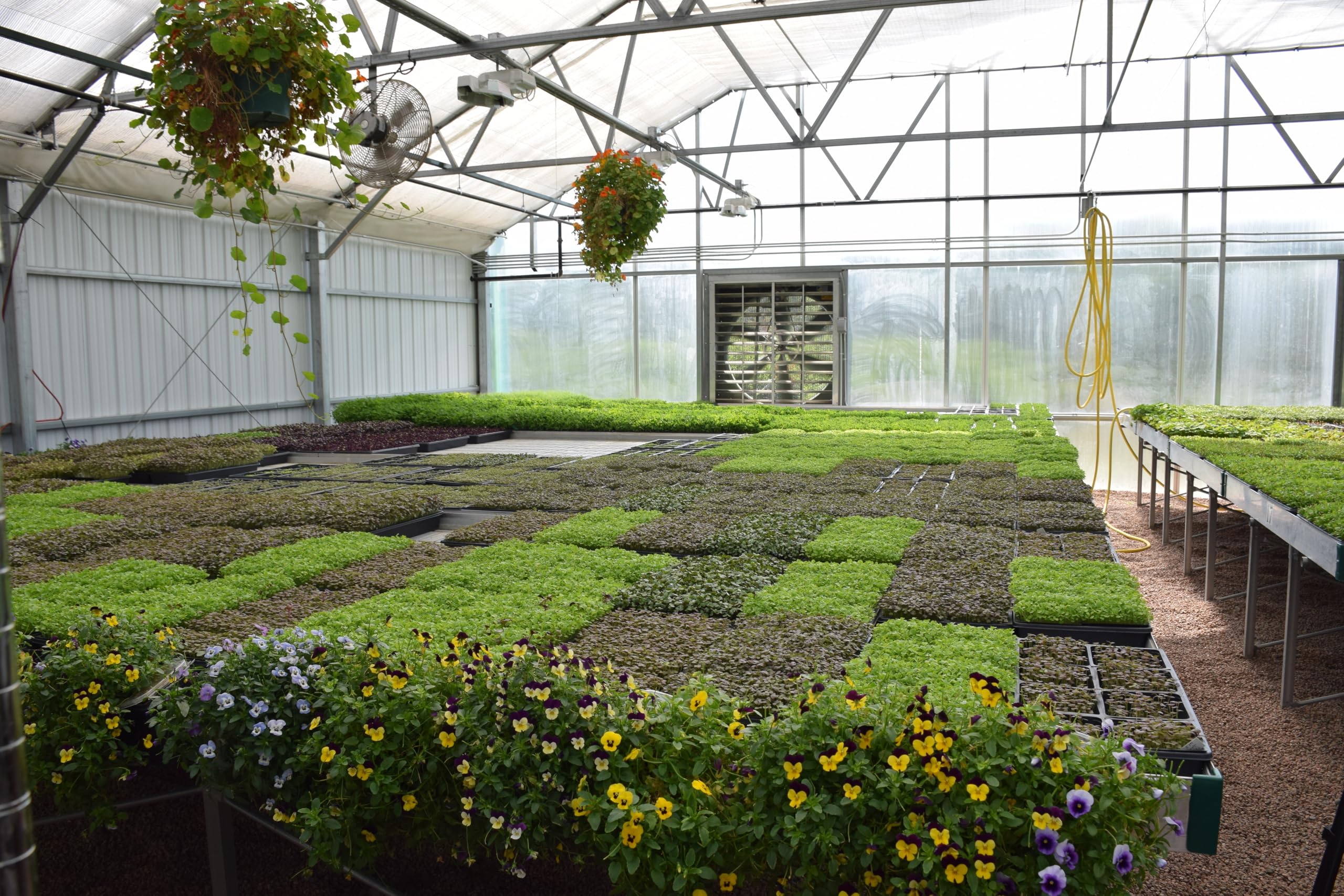 Radish microgreens in BeMicro blend
