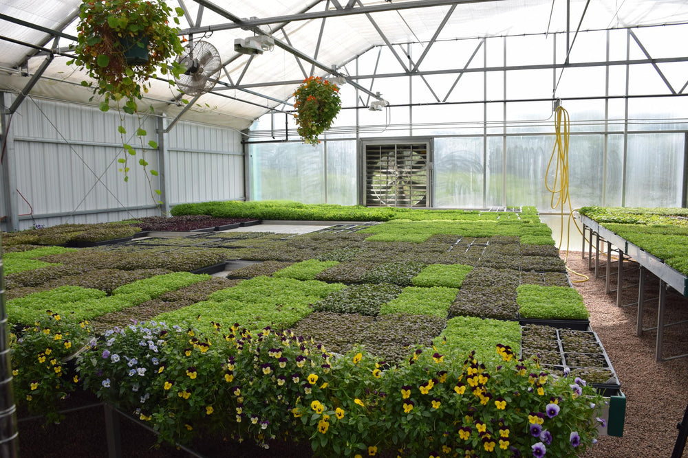 Radish microgreens in BeMicro blend