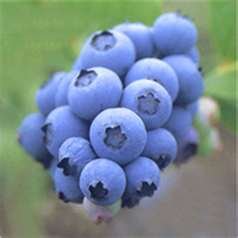 16oz bilberry 4:1 powder pouch with scoop and side view