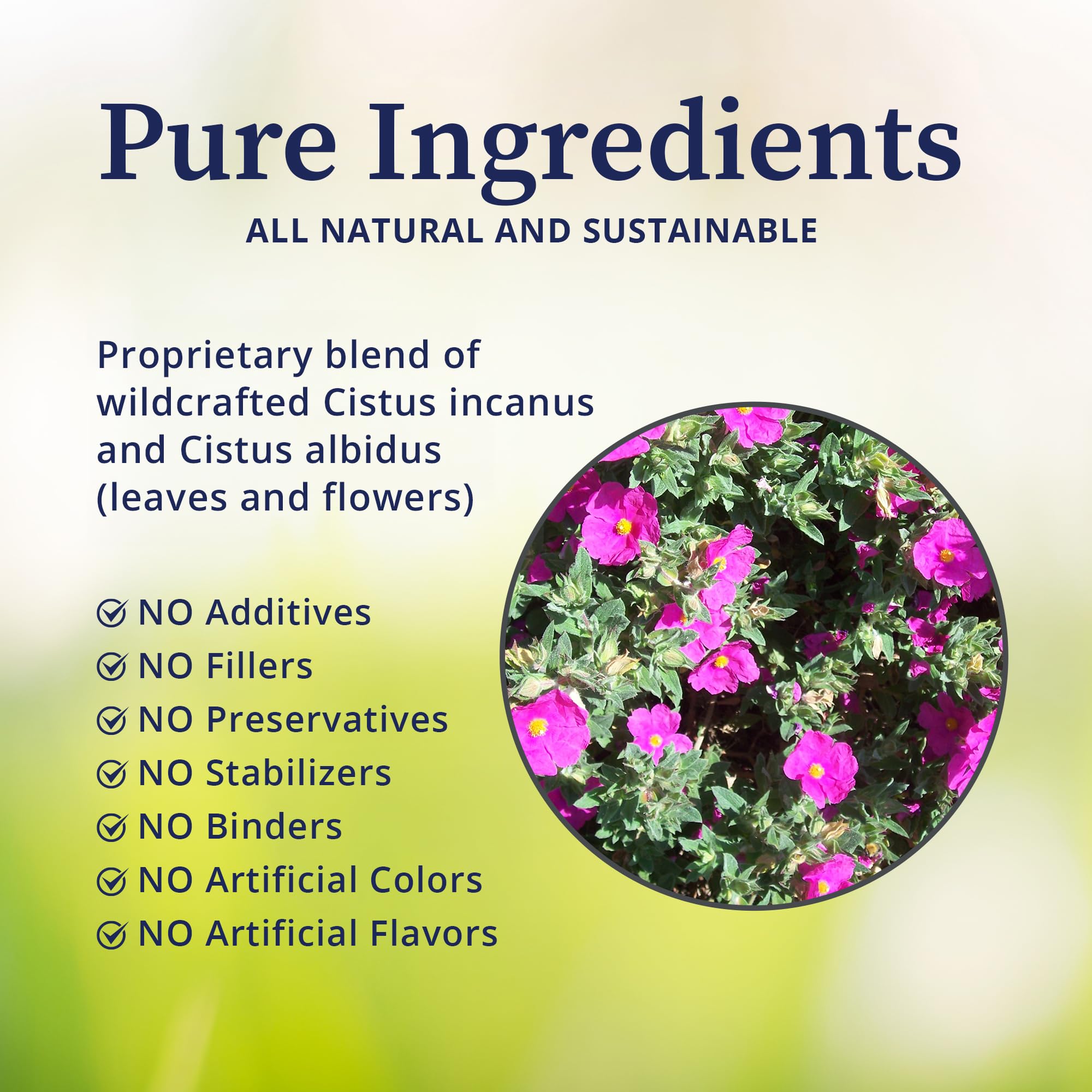 Wildcrafted Cistus incanus and Cistus albidus leaves