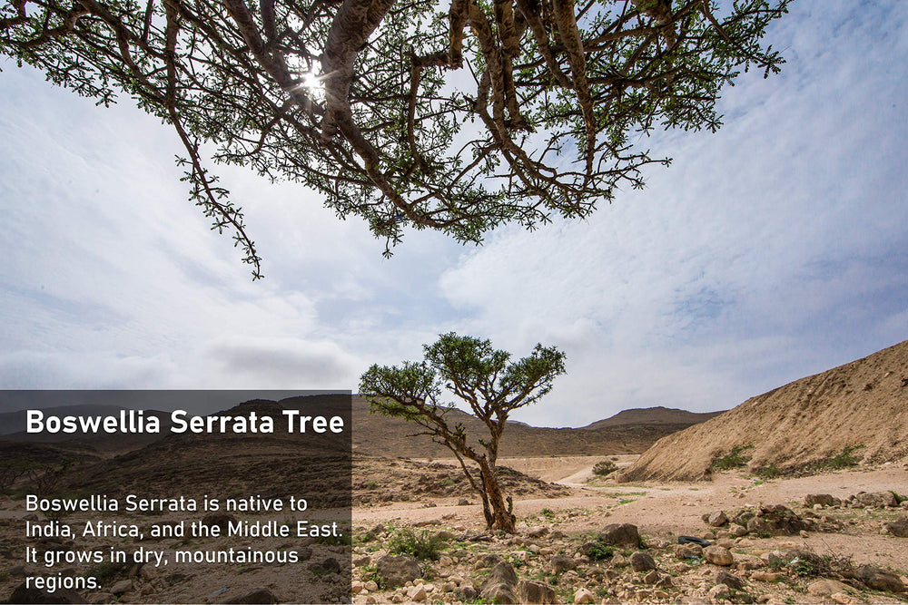 Ayurvedic herb Boswellia Serrata from Indian Olibanum/Frankincense