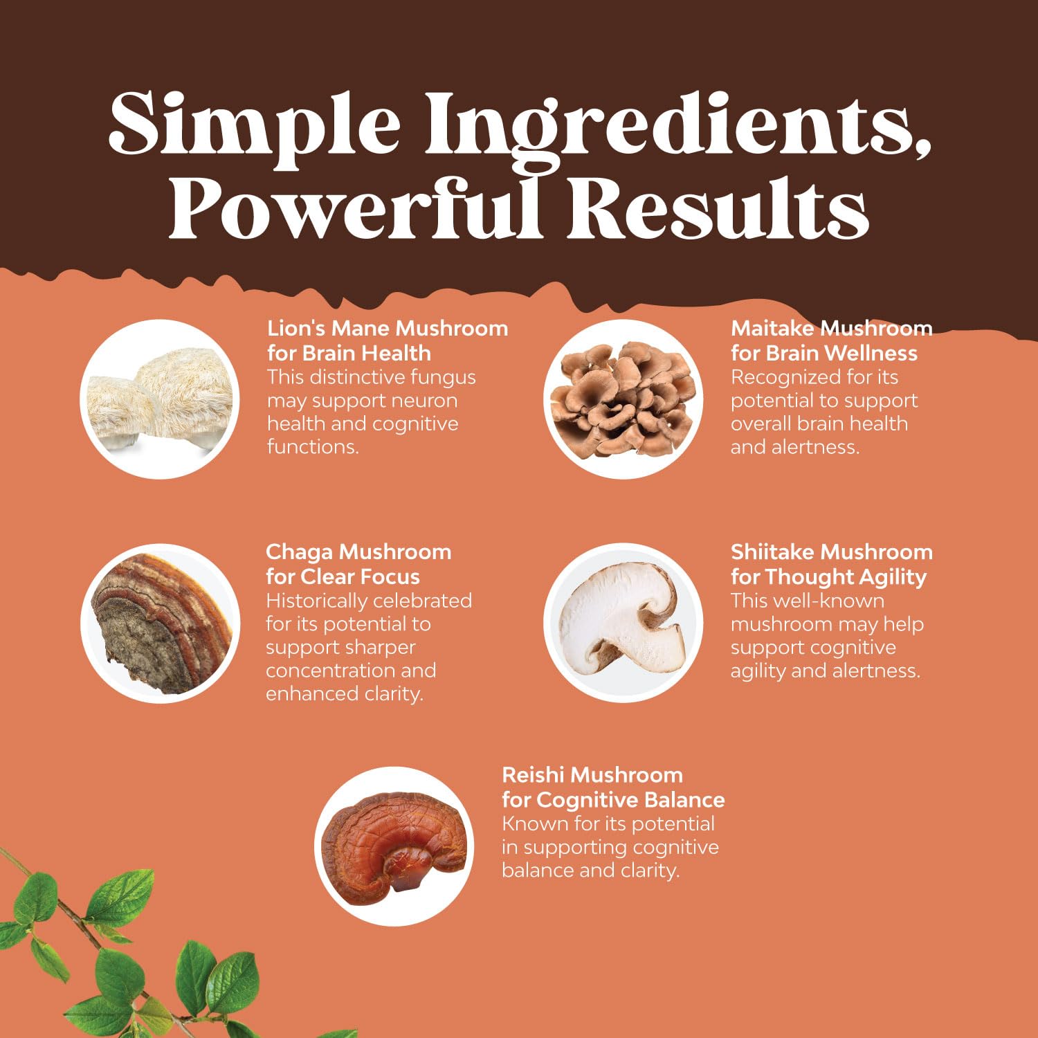 Brain health nootropic mushroom capsules arranged for display