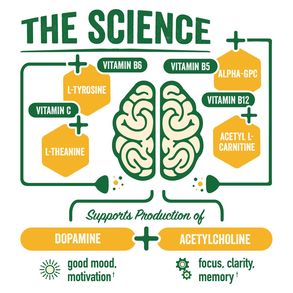 Graphic showing Alpha GPC and L-Theanine ingredients