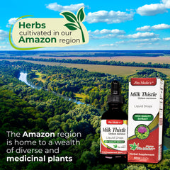 Cardo Mariano milk thistle for liver detox