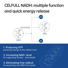 Diagram of CELFULL NADH Turn A Delivery System protecting NADH in the gut