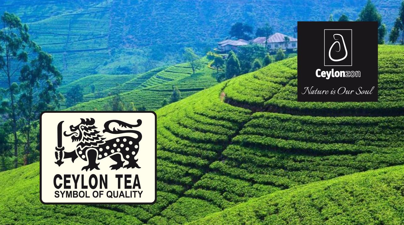 Product shot: 50 foil-wrapped green tea bags in packaging