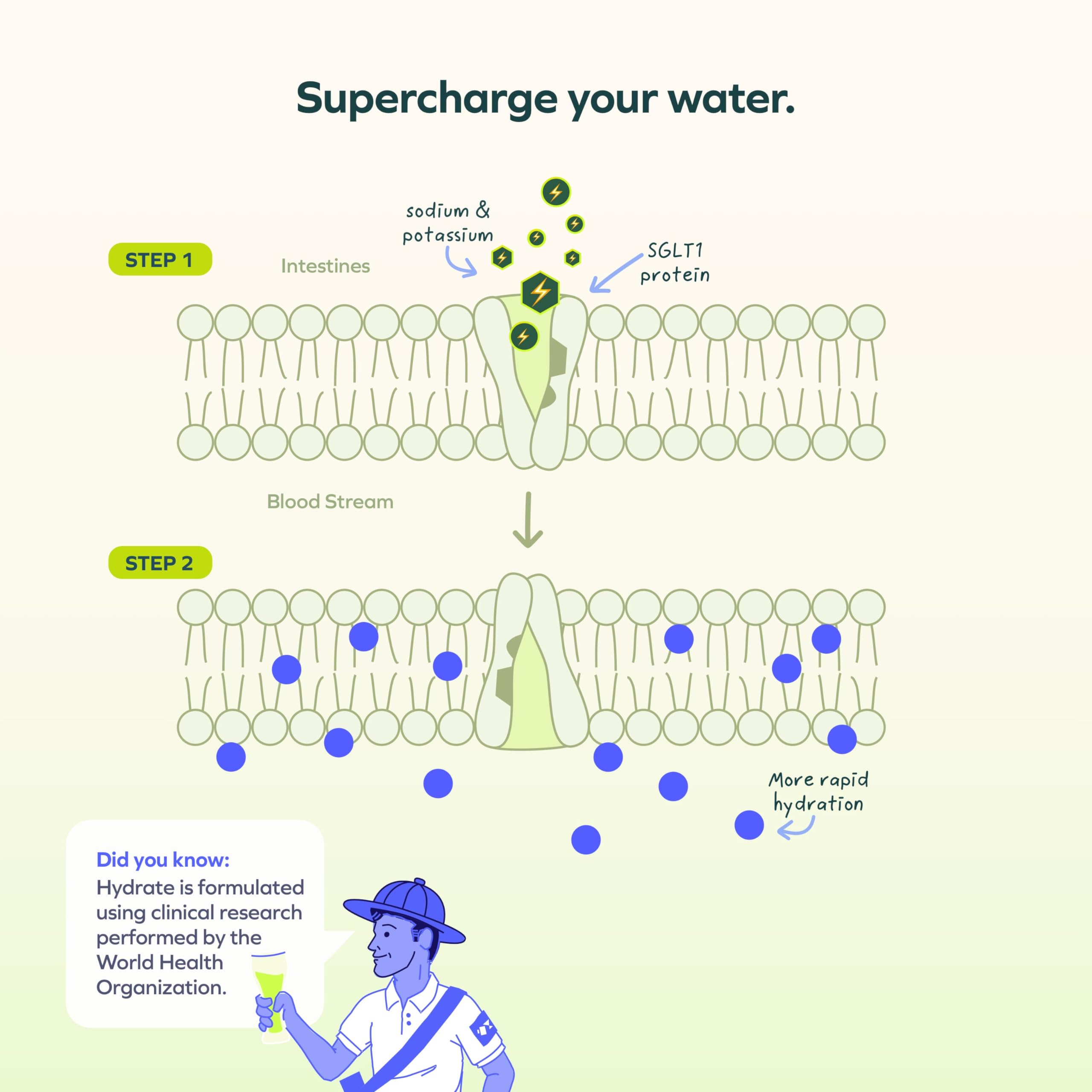 Cheers Hydrate mixed in water highlights quick absorption and electrolyte balance.