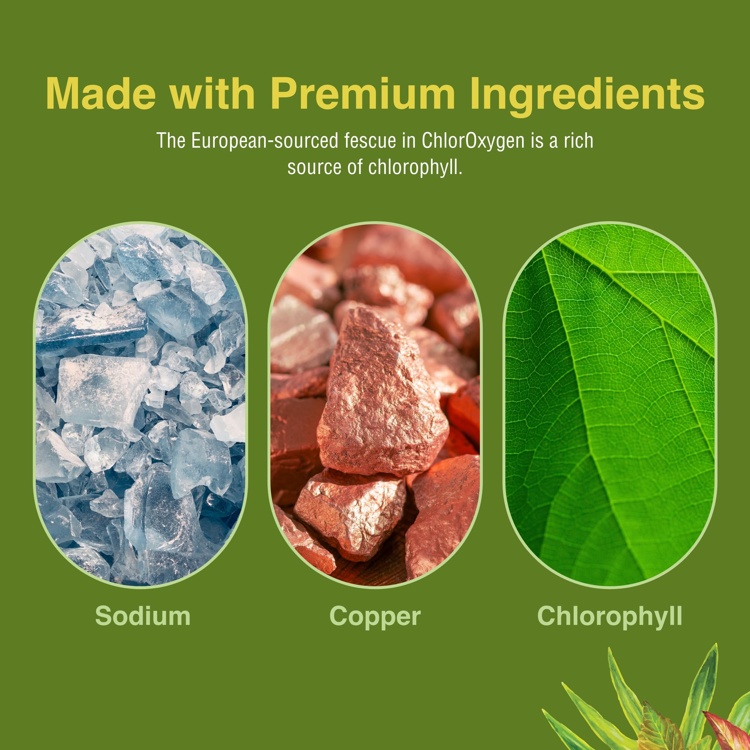Ingredients panel for ChlorOxygen Chlorophyll Concentrate (European fescue-derived)