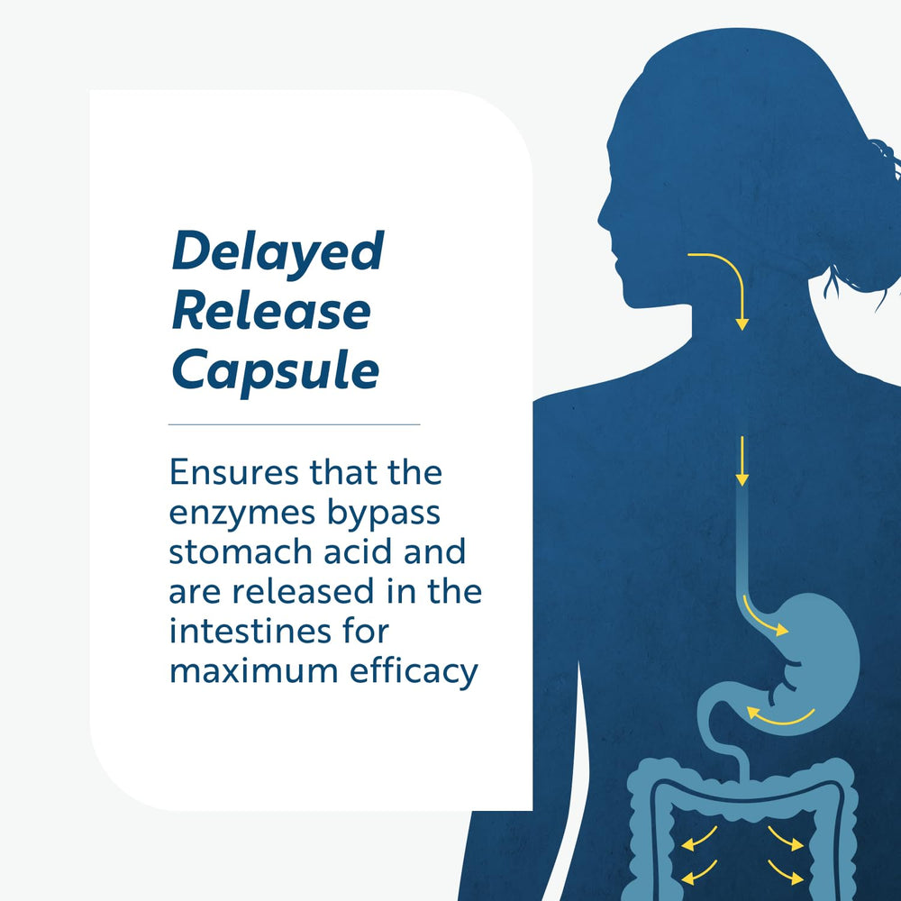 Graphic highlighting circulatory health support from Lumbrokinase.