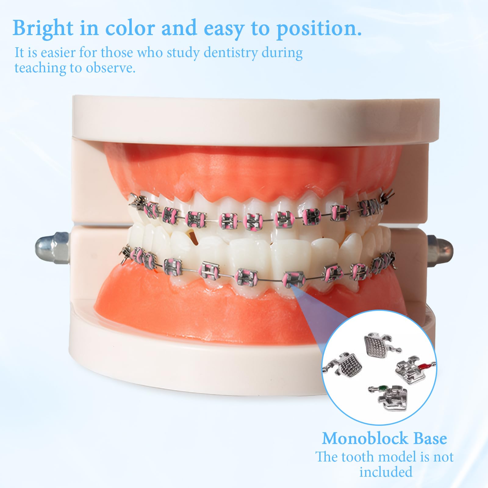 Classroom demonstration of braces on a dental model Rose Red