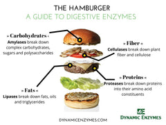 Graphic highlighting CoActiv-8 enzyme blend