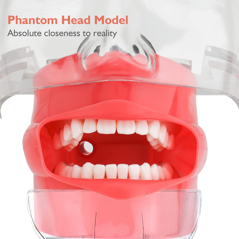 Dental training mannequin with metal ball joint and adjustable head