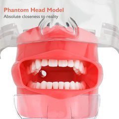 Dental training mannequin with metal ball joint and adjustable head