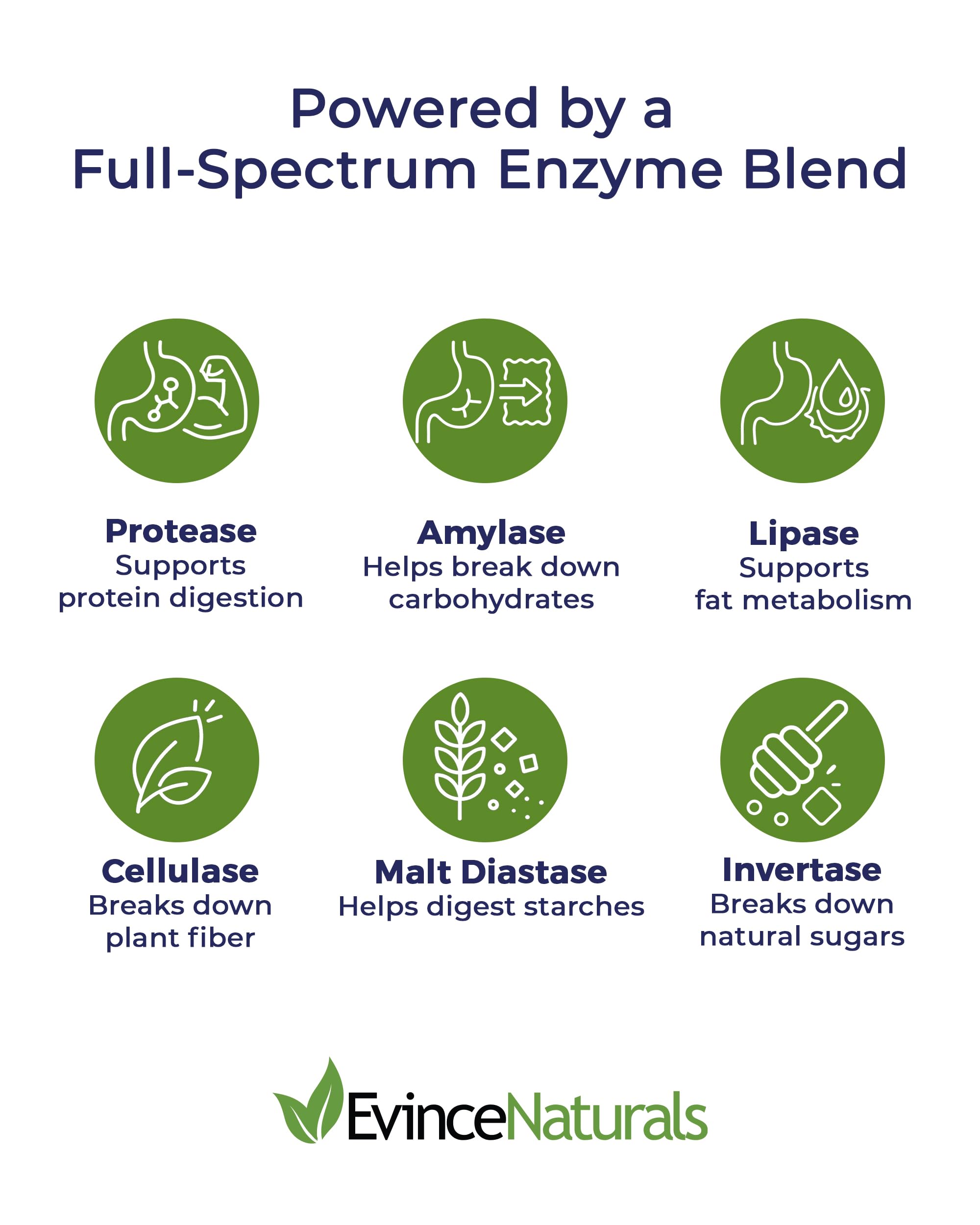 Graphic illustrating plant-based enzymes aiding digestion