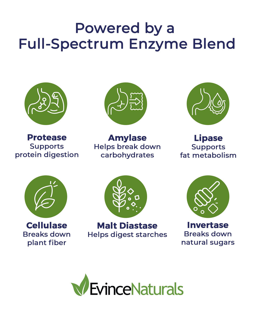 Graphic illustrating plant-based enzymes aiding digestion