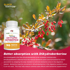 Comparison of dihydroberberine and berberine absorption