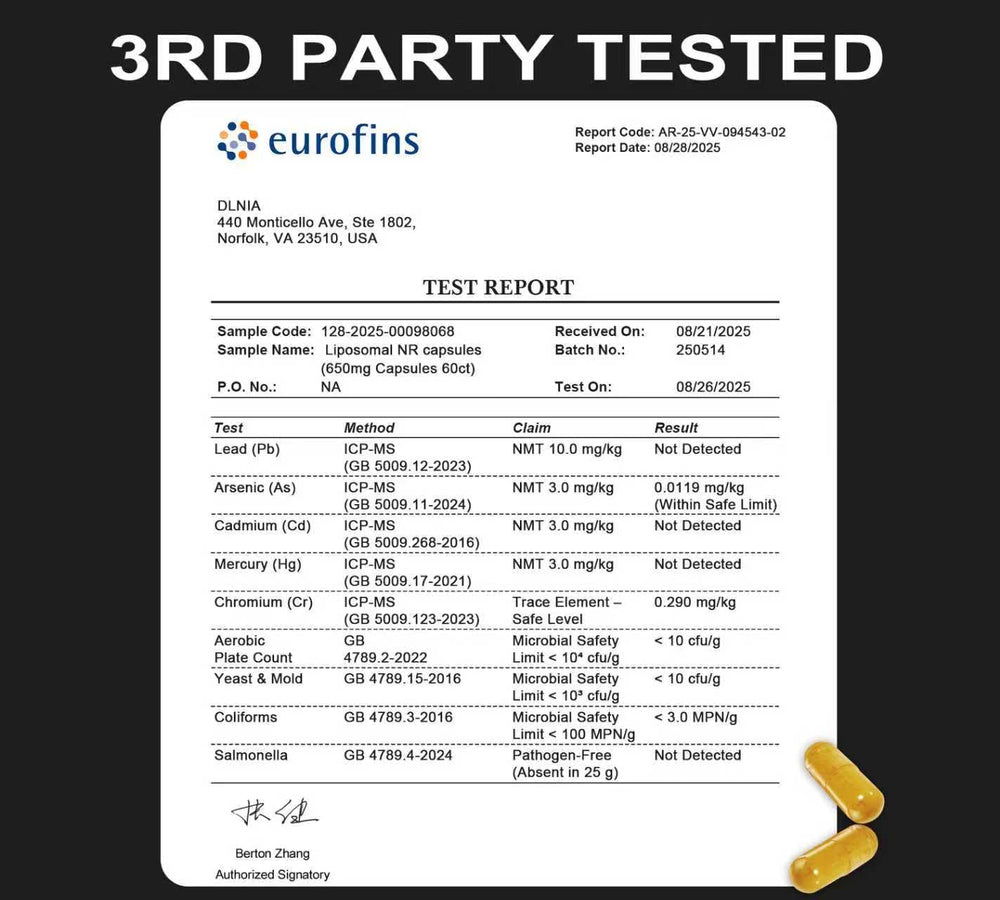 Illustration of NR liposomal uptake and absorption