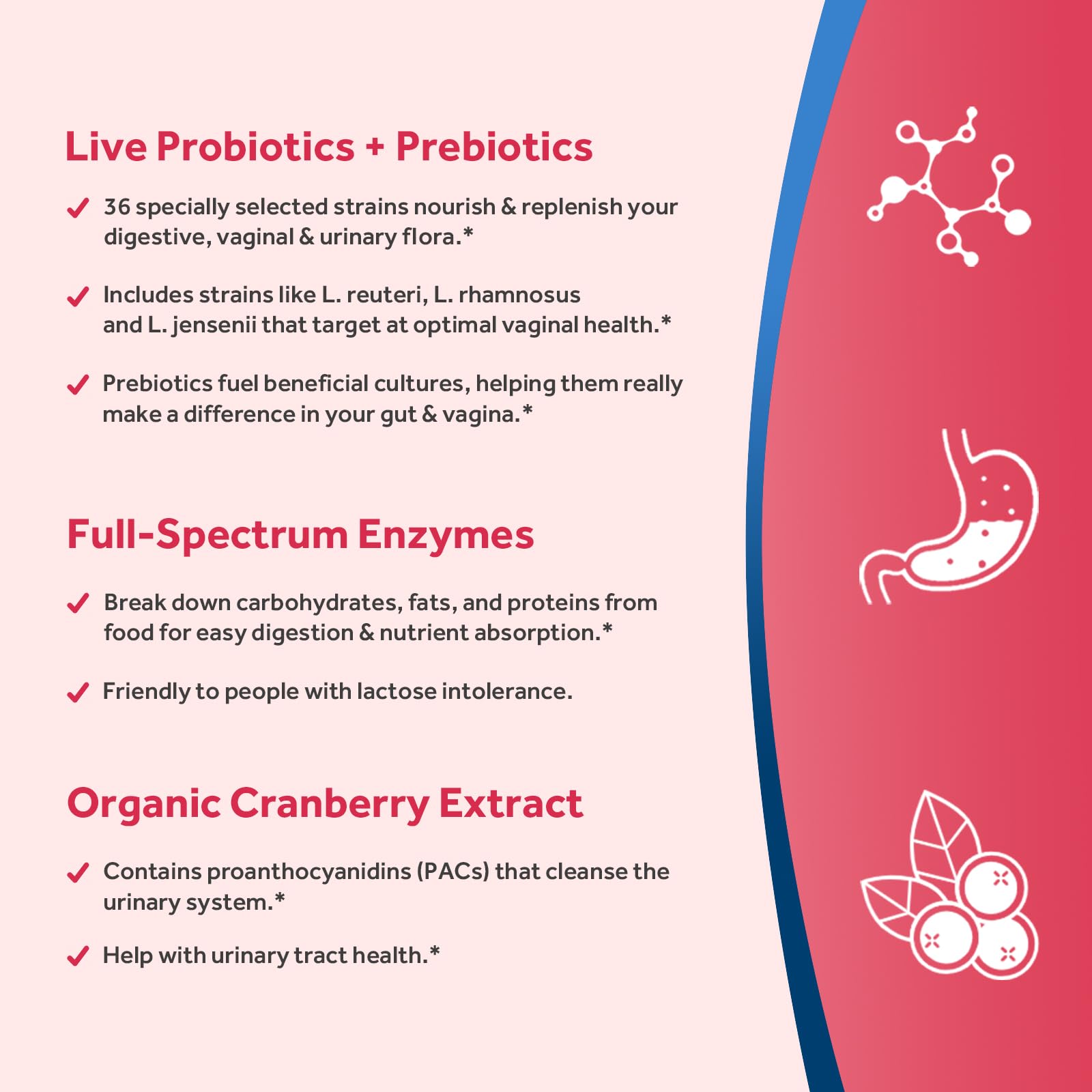 Illustration of prebiotics, enzymes and cranberry ingredients