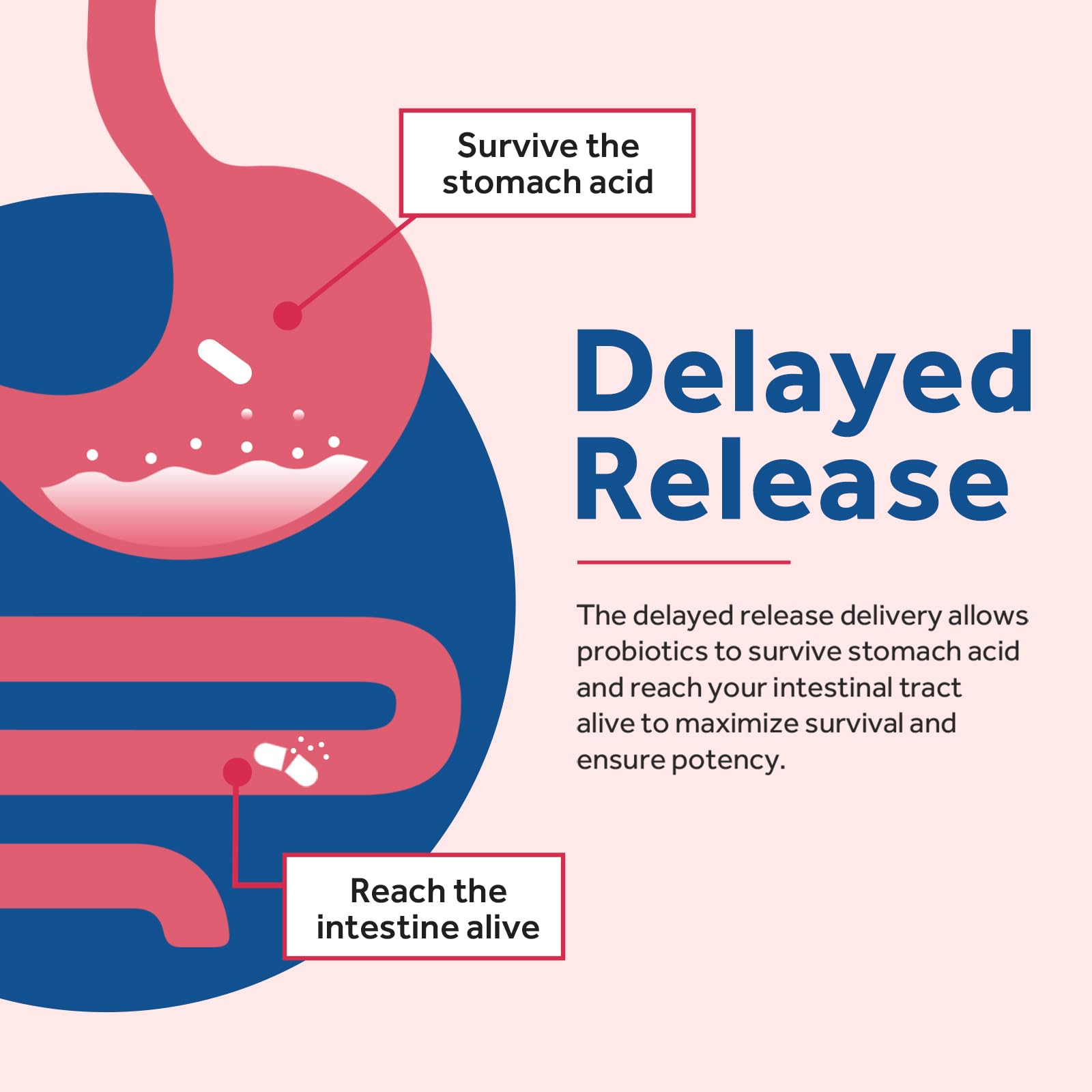 Icons representing vaginal, urinary, digestive and immune support