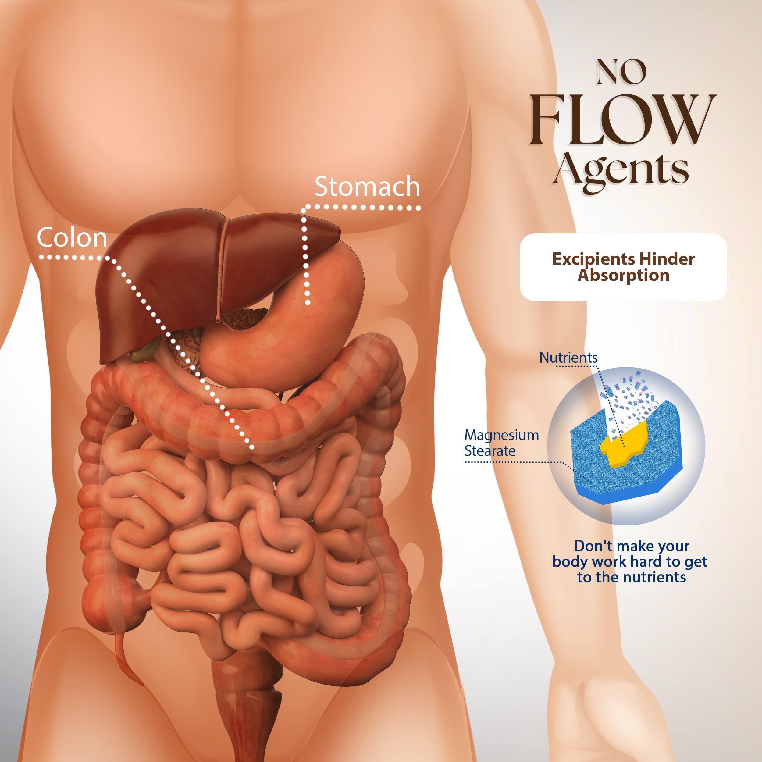 Graphic highlighting digestive system with enzyme support