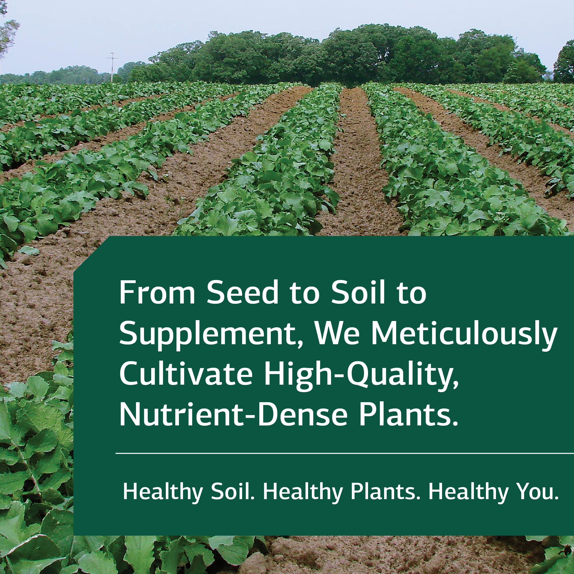 Standard Process Drenamin bottle and branding