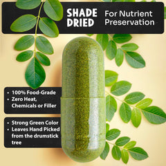 Dried drumstick tree moringa leaves