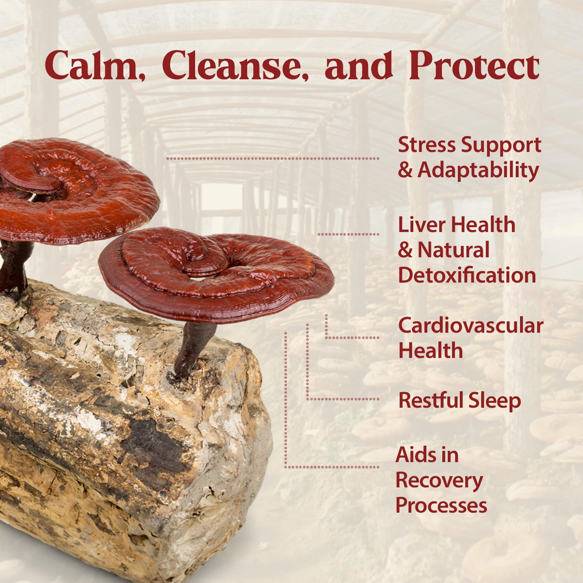 Dropper releasing Duanwood Reishi Drops tincture