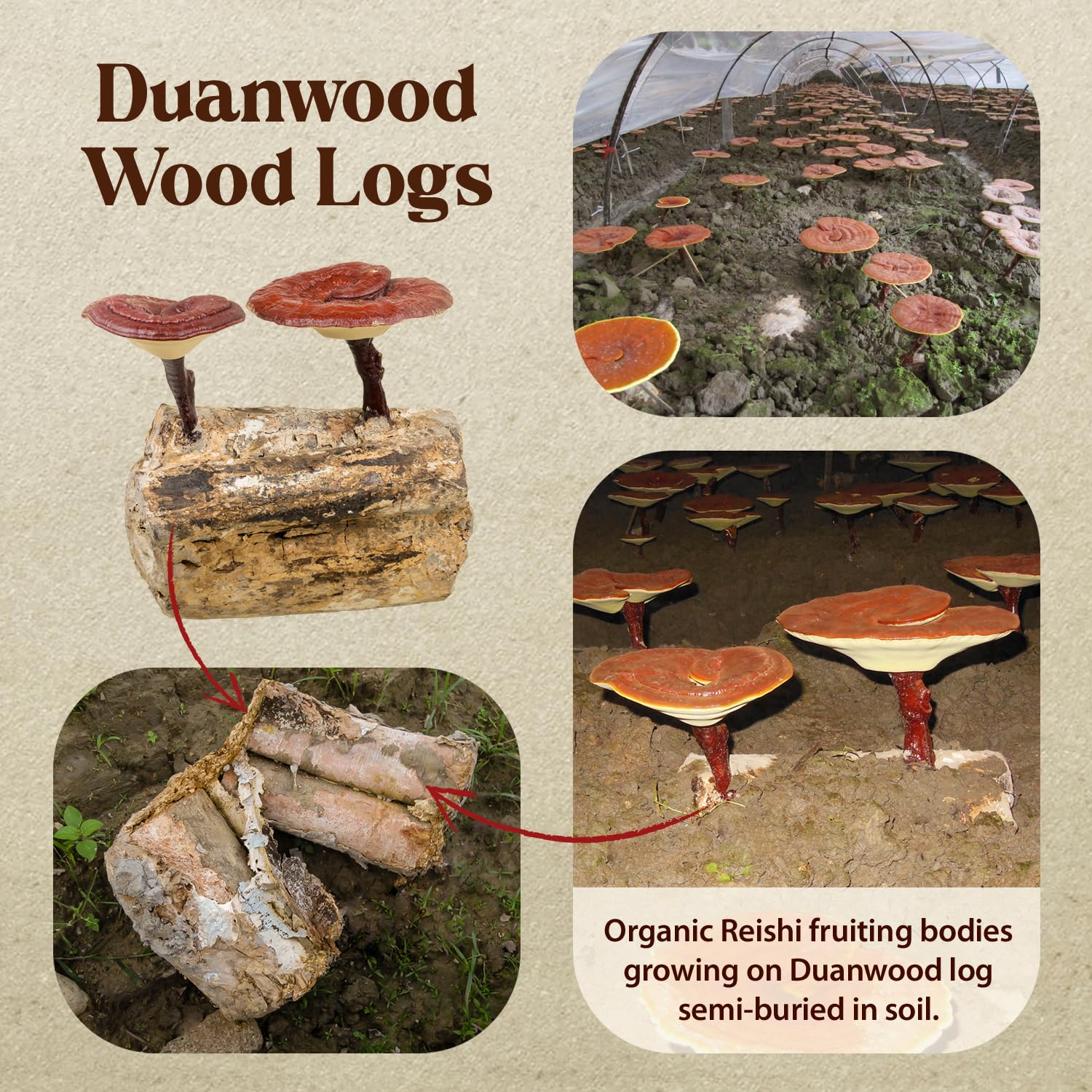 Organic wood-log grown Reishi mushrooms used for tincture production