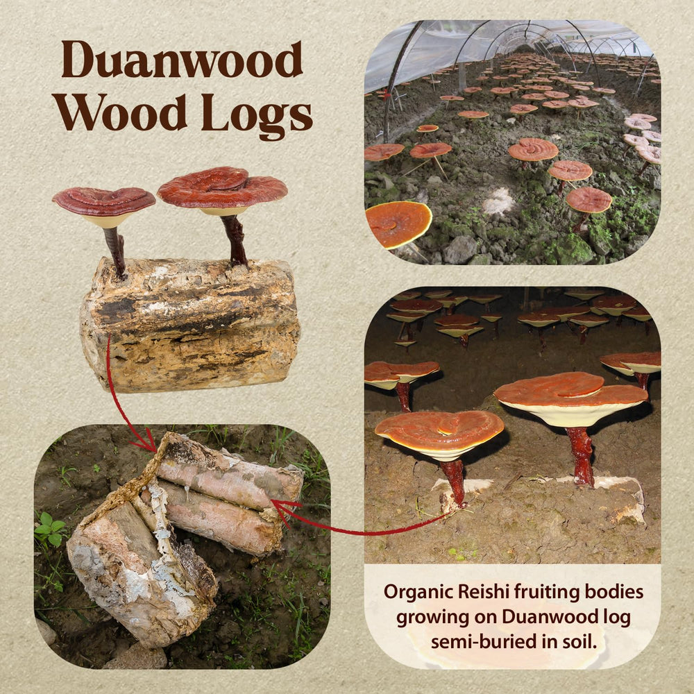 Organic wood-log grown Reishi mushrooms used for tincture production