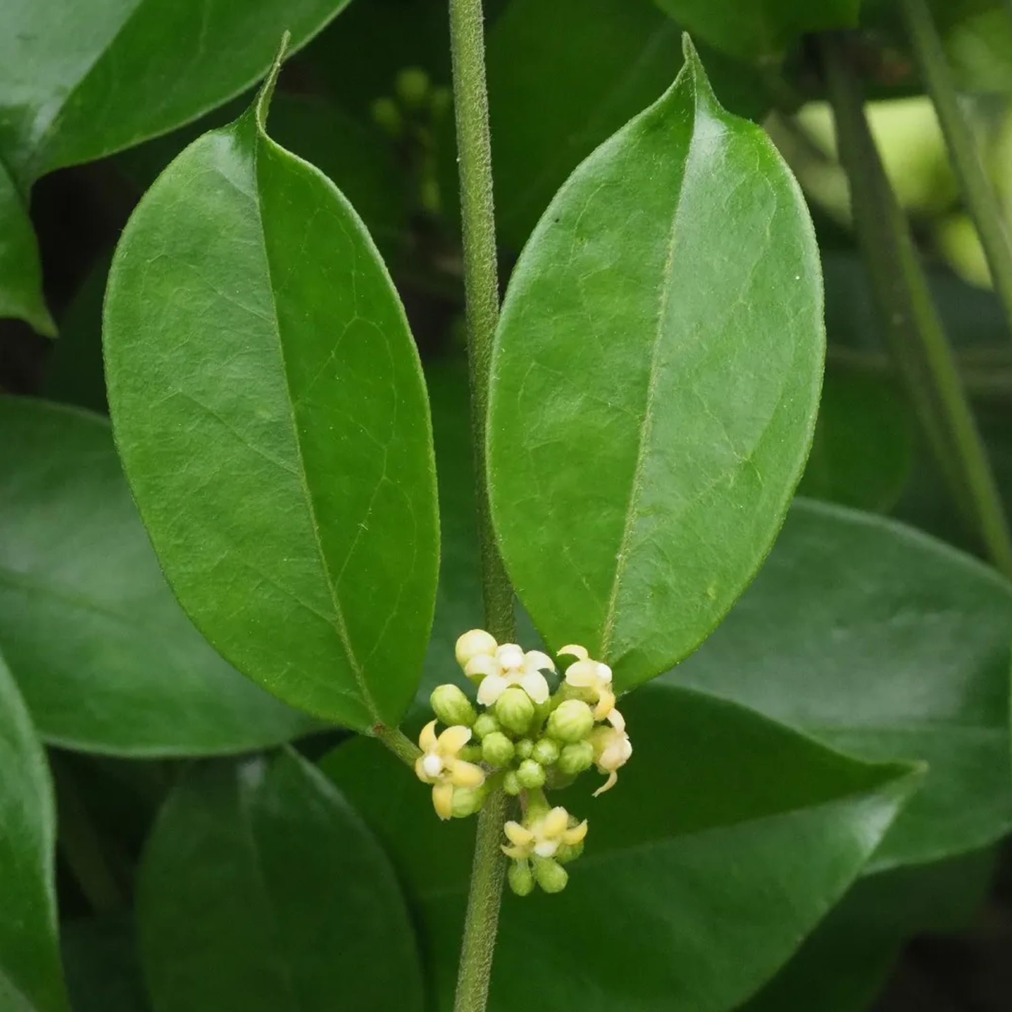 Gymnema Sylvestre plant imagery background