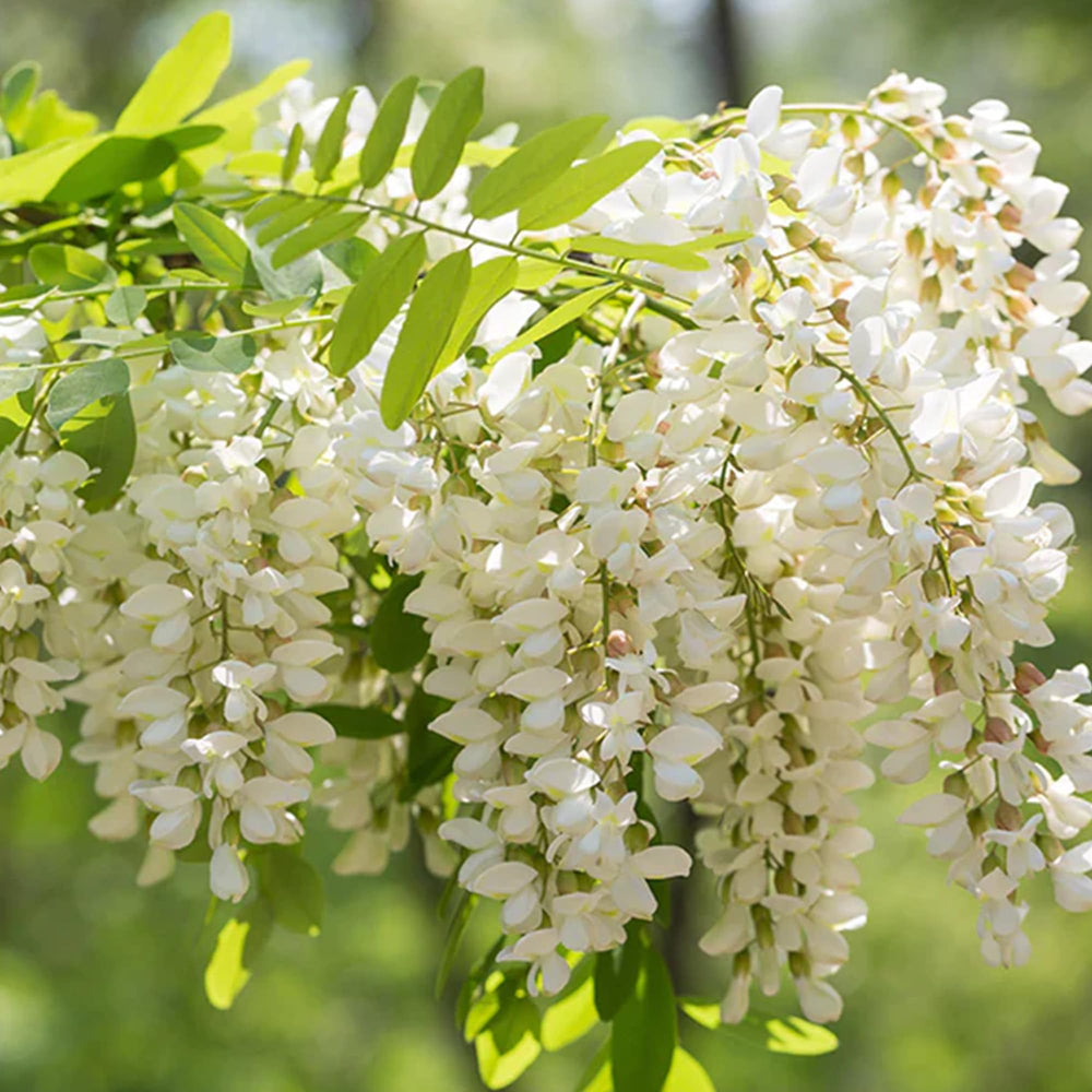 Side view of Earthborn Elements Quercetin bottle