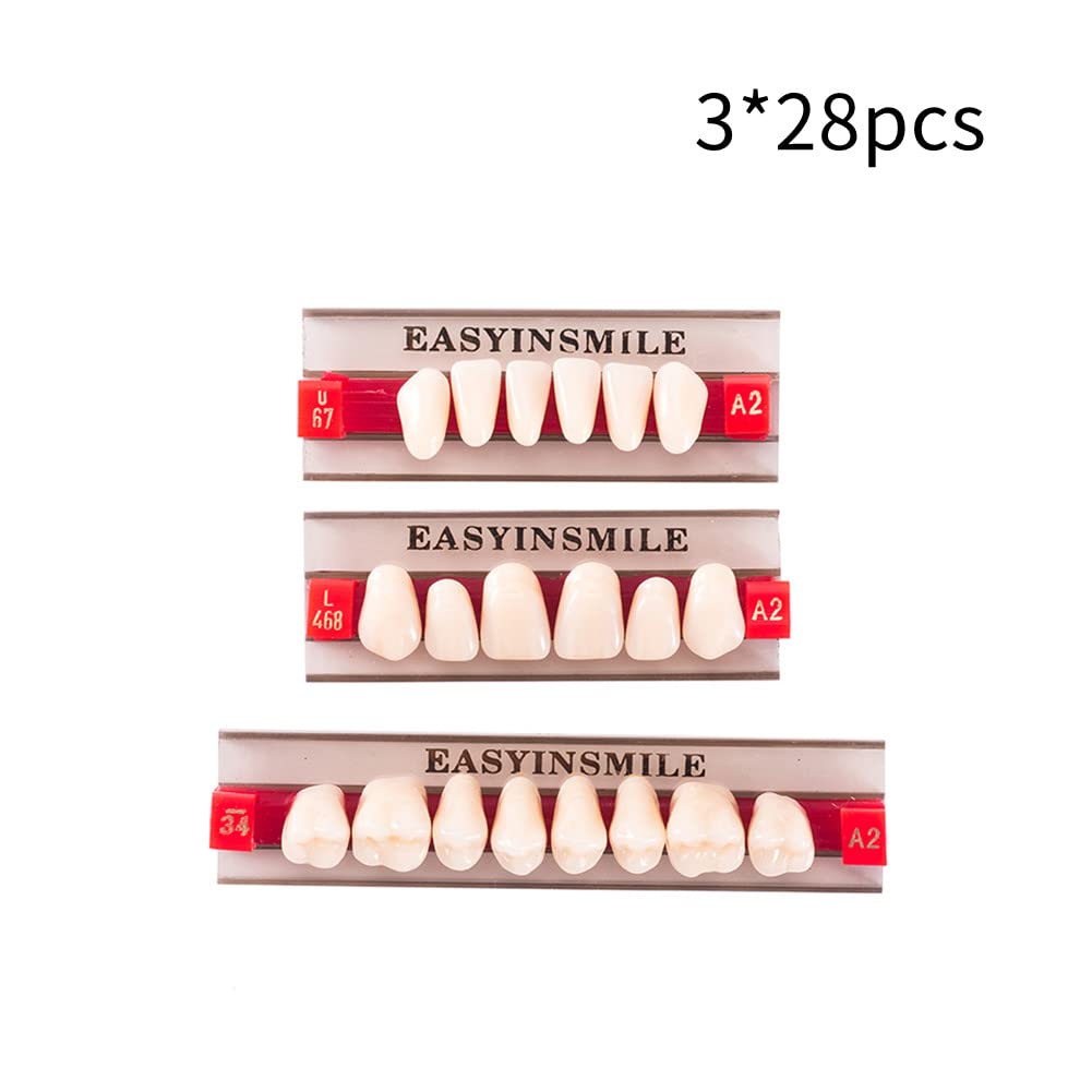 Resin teeth in A2/A3 colors for dental teaching models and props