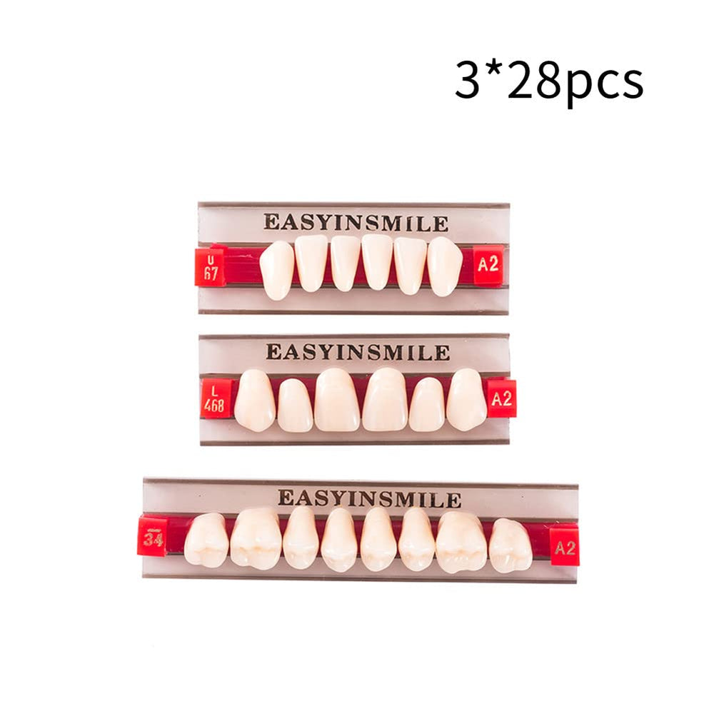 Resin teeth in A2/A3 colors for dental teaching models and props