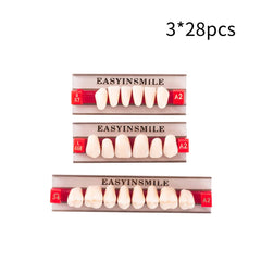Resin teeth in A2/A3 colors for dental teaching models and props