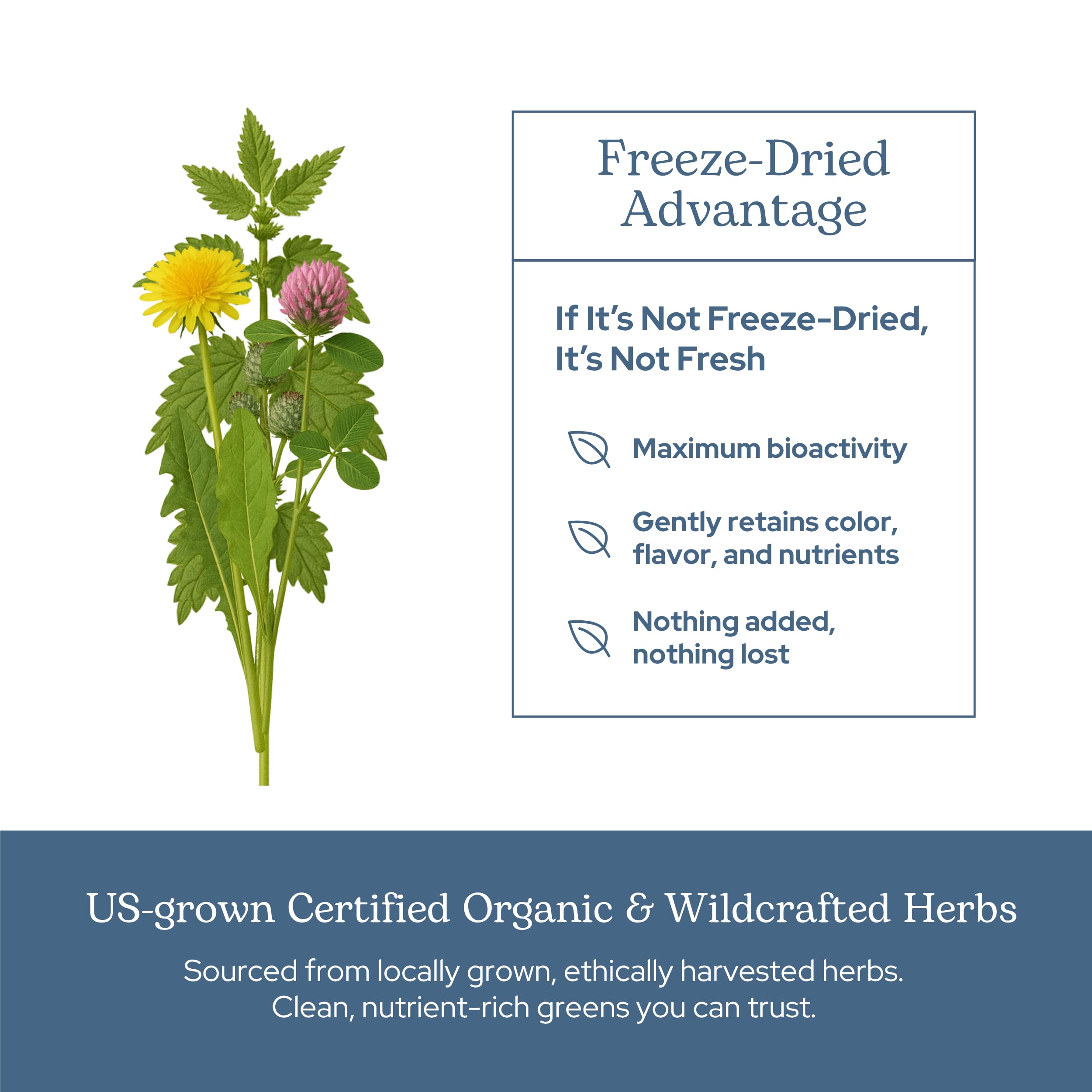 Illustration highlighting detox and circulation support