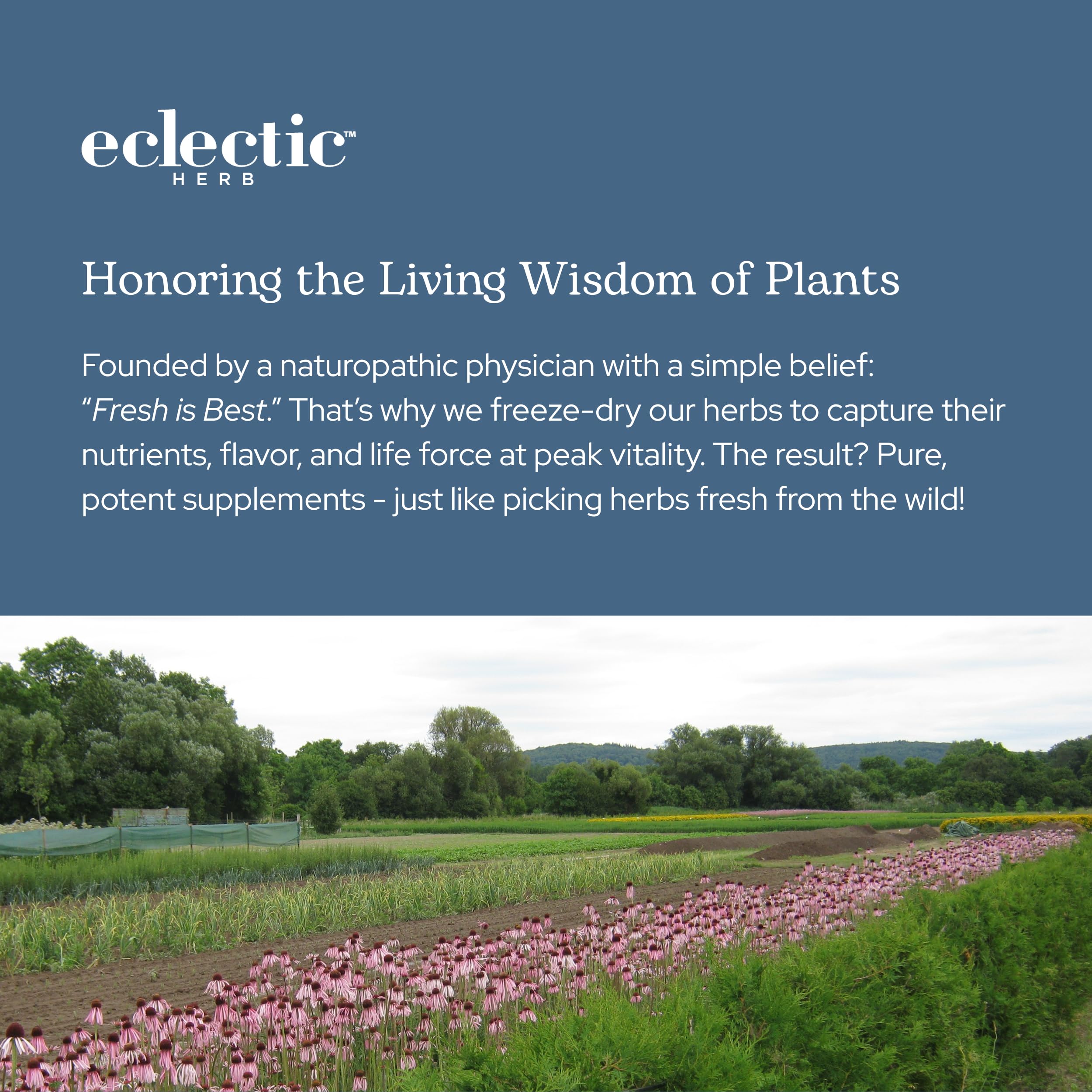 Lifestyle shot of Eclectic Herb Lymphatic & Blood Cleanse in a healthy living setting