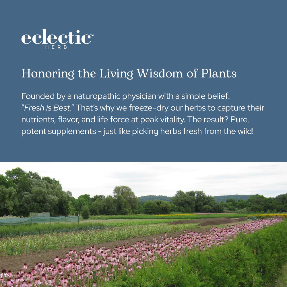 Eclectic Institute aronia berries macro close-up showing freeze-dried potency