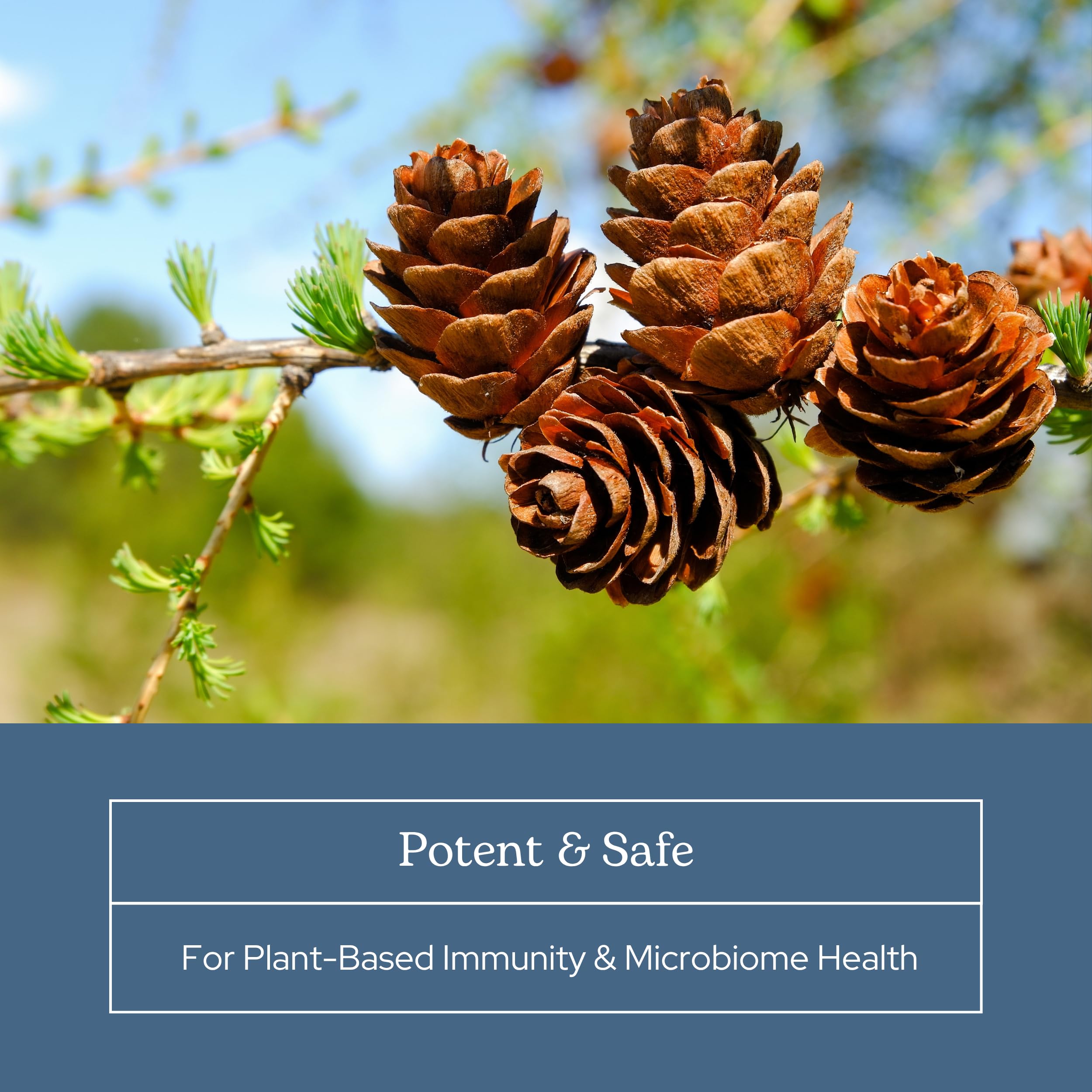 Packaging and product seal of Eclectic Institute Larix Immune Support