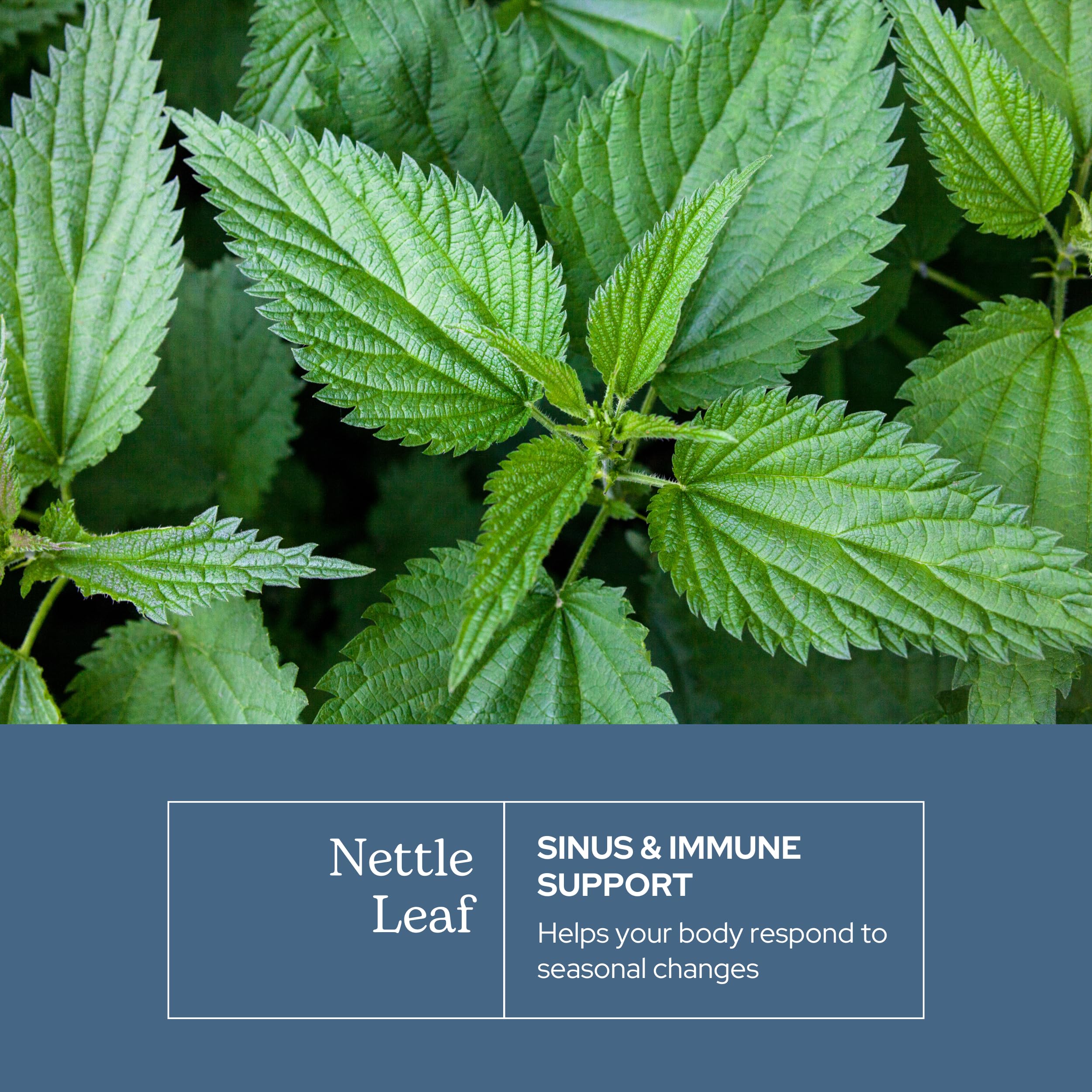 Nettle leaf capsules with Eclectic Institute branding