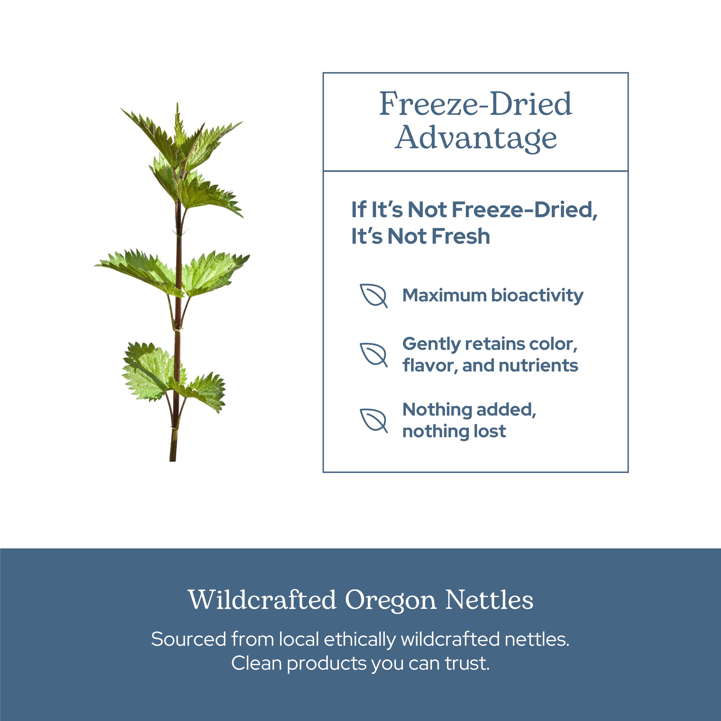 Nettle leaf processing: sustainable harvesting and freeze-drying