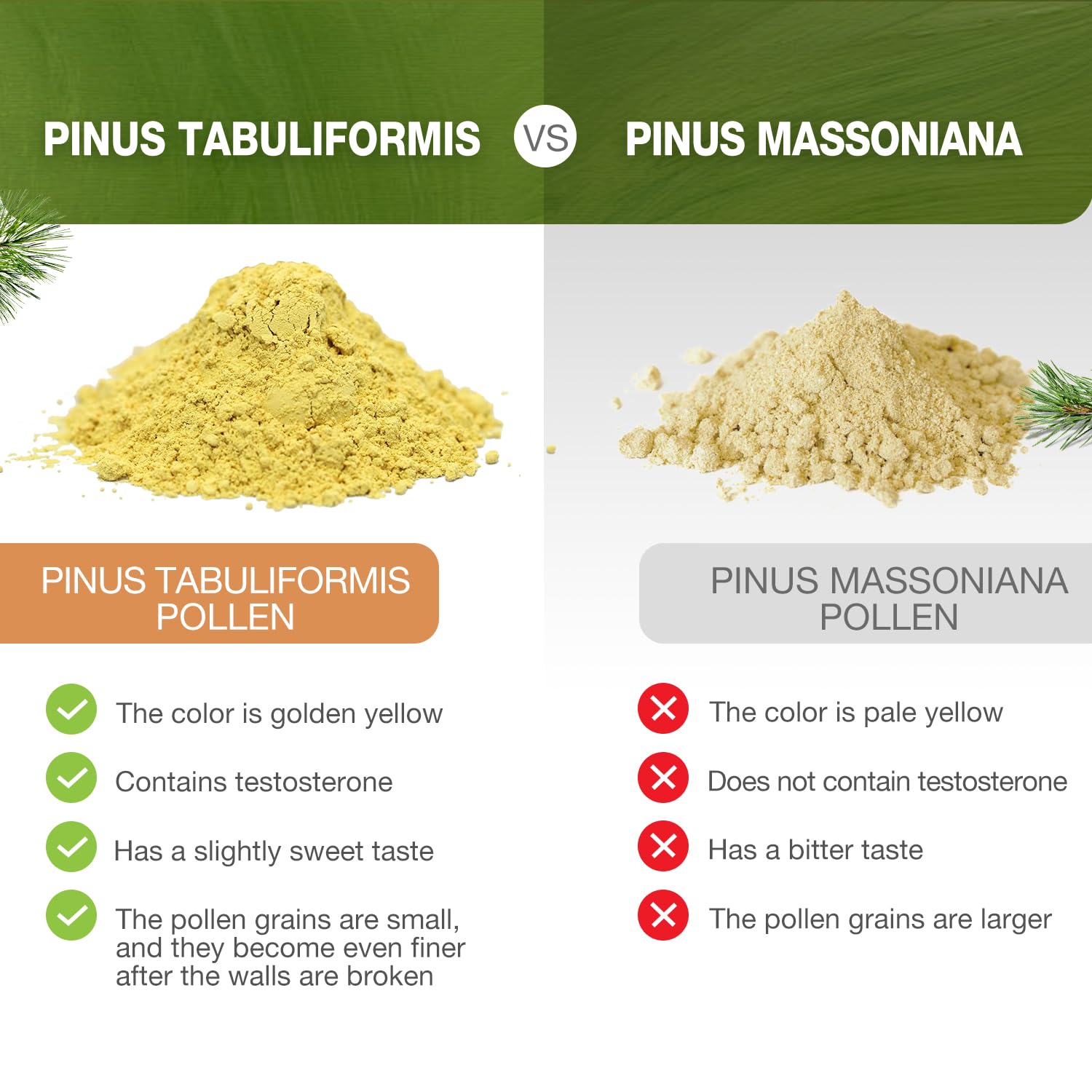 Pinus tabuliformis tree native to high-altitude regions