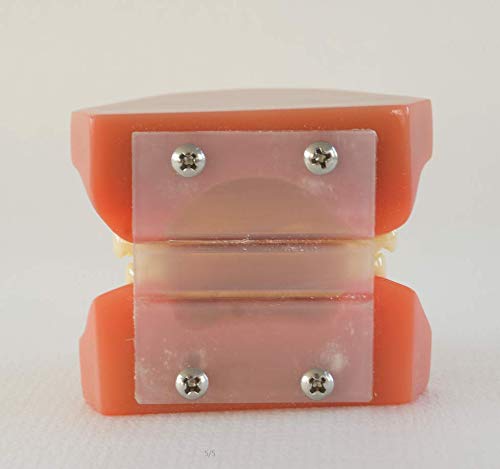 Educational red dental typodont for classroom use