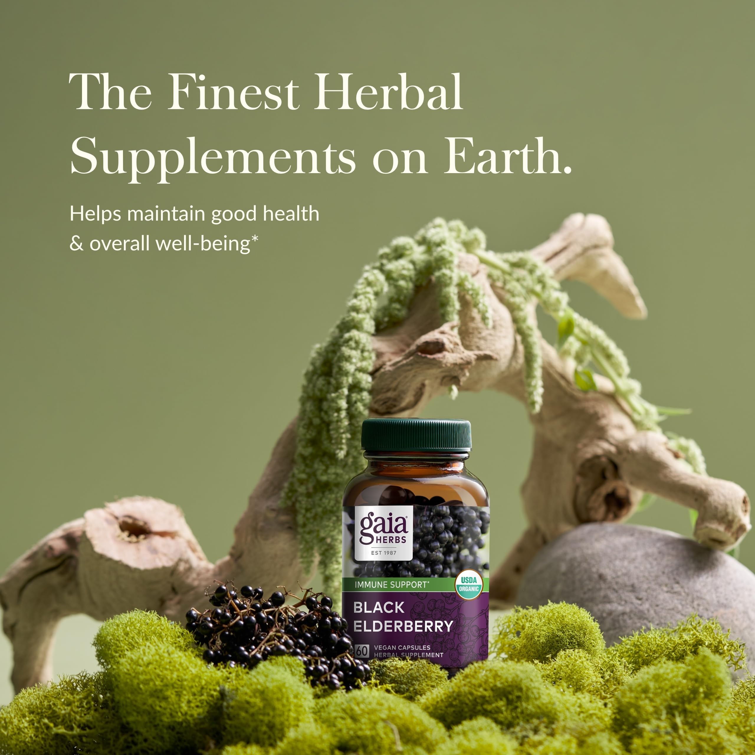 Elderberry capsules showing antioxidant and immune support