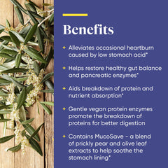 Olive leaf extract for stomach lining protection