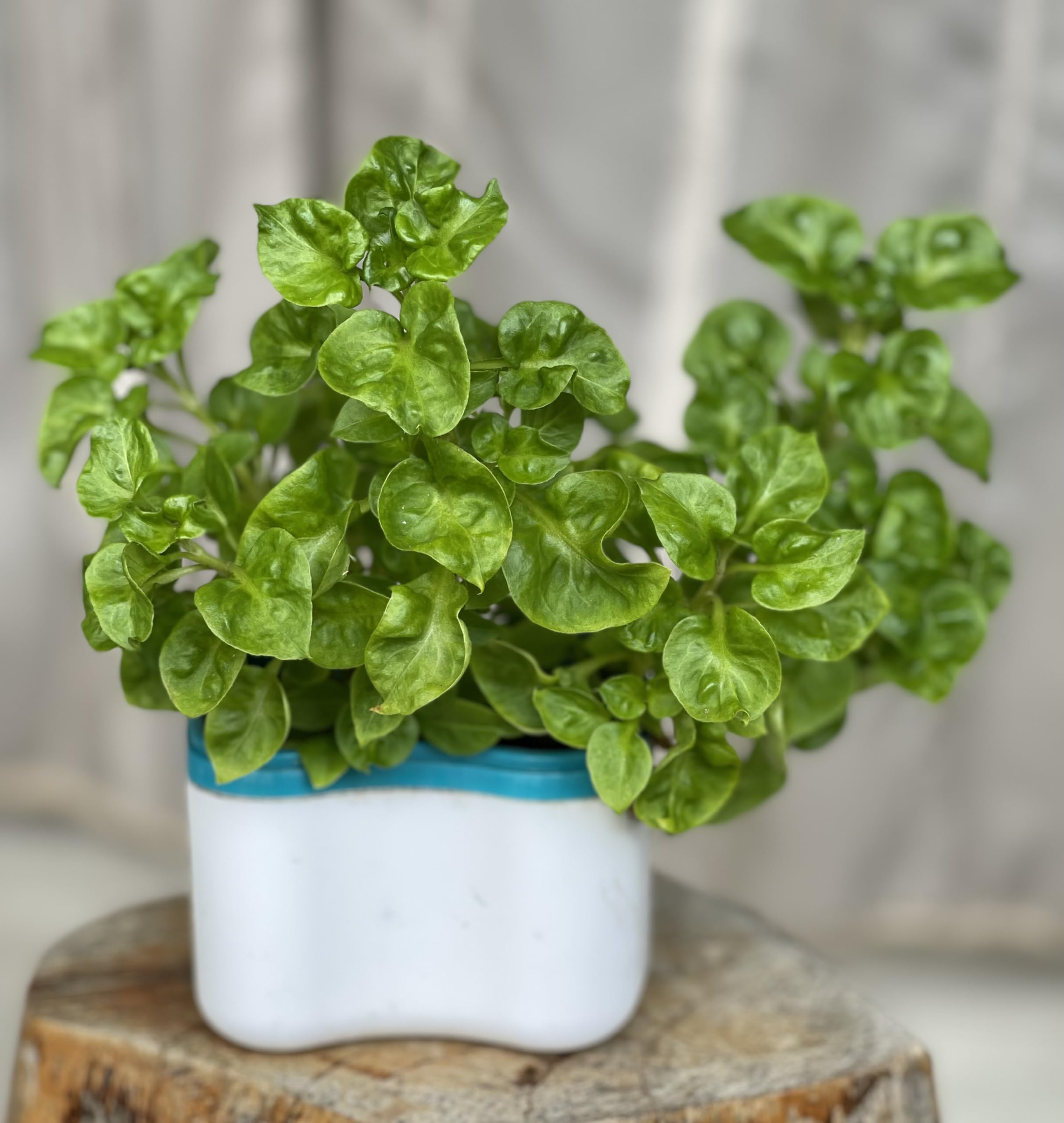 Ergonomic contoured handle on a denture brush