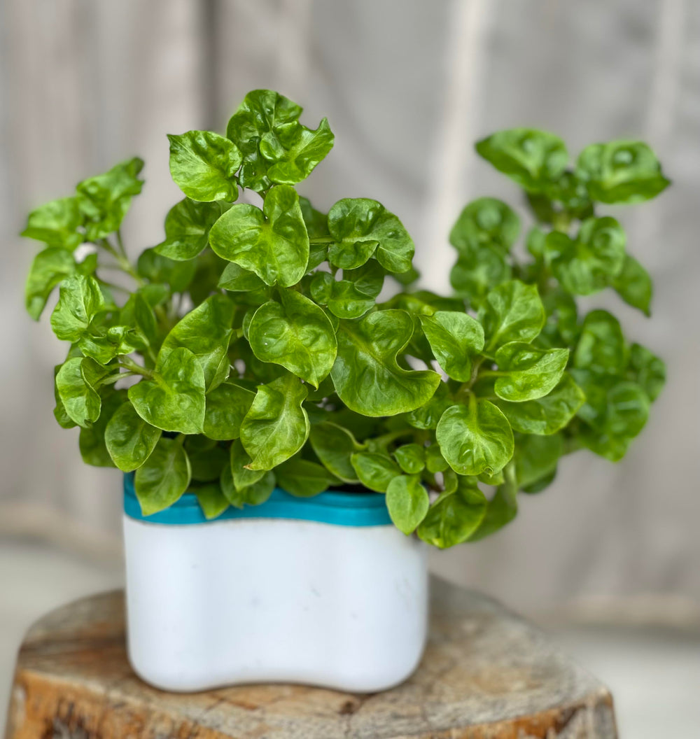 Ergonomic contoured handle on a denture brush