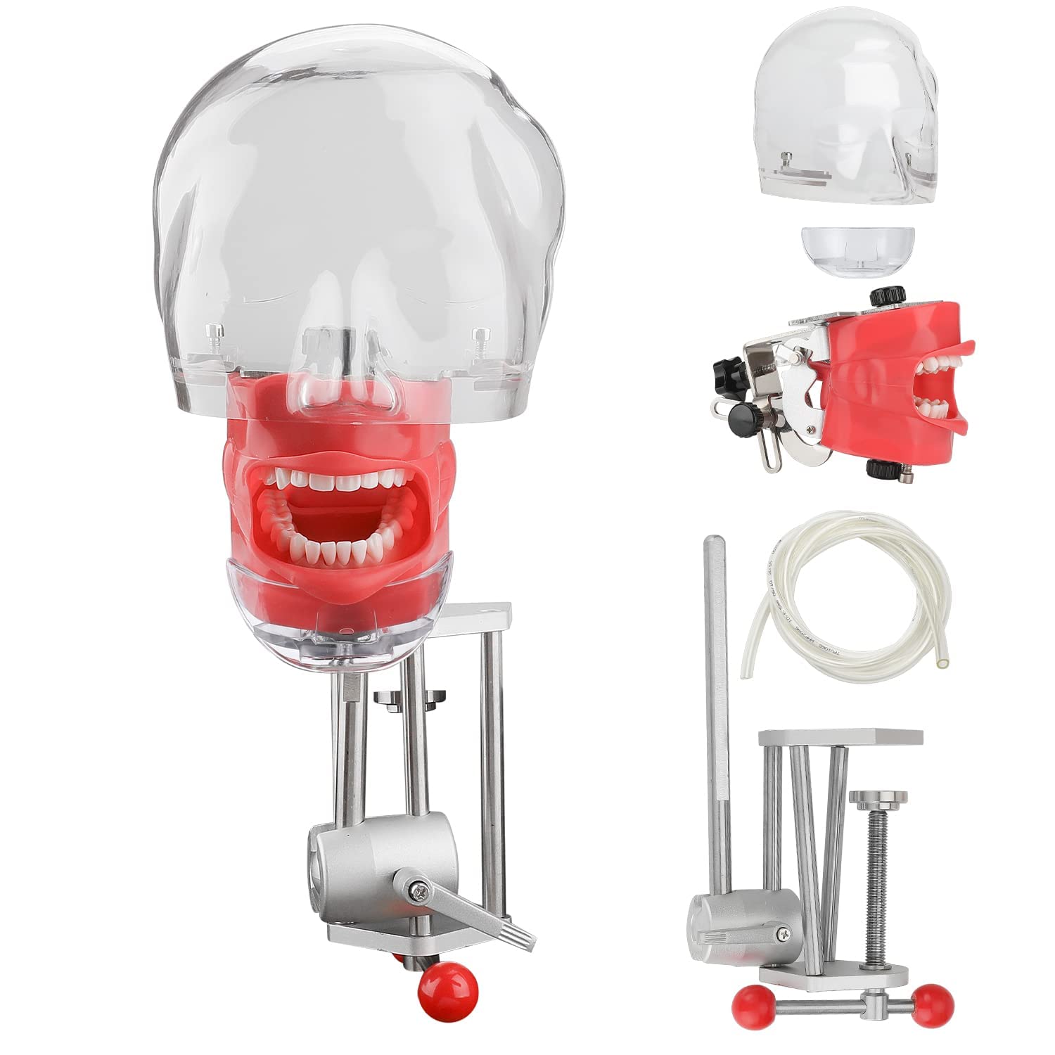 Faruijie dental simulator mannequin head with typodont teeth