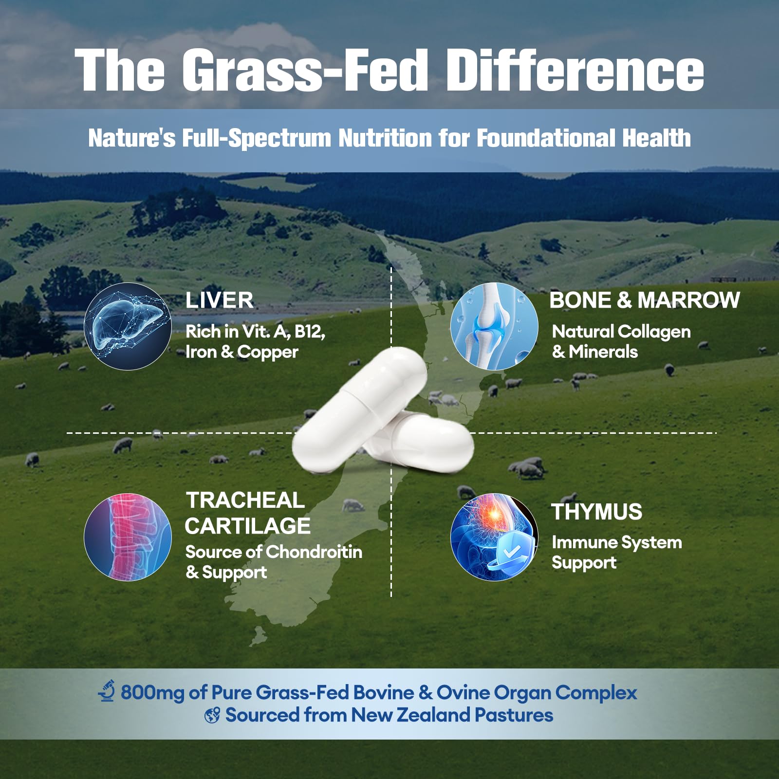 Curcumin immune and systemic support illustration