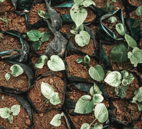Relaxing scene showcasing FijiKava for calm and sleep