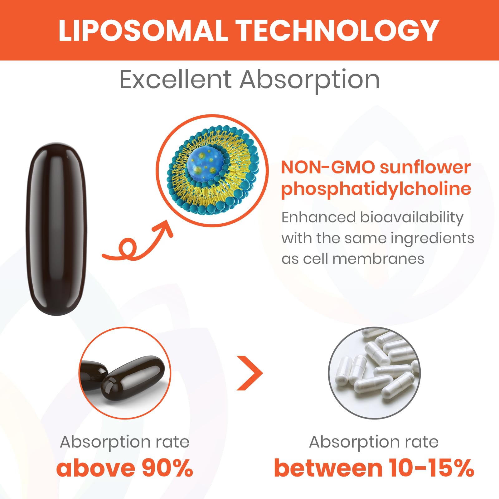 Liposomal delivery system illustration for fisetin absorption